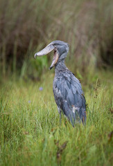 The majestic bird of the wetlands and an excellent fisherman is in typical green environment. It is raining. Big grey bird with open big bill. The Shoebill (balaeniceps rex).