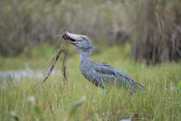The majestic bird of the wetlands and an excellent fisherman is in typical green environment. It just caught its prey-fish and flying away. The Shoebill, Balaeniceps rex or Shoe-Billed Stork..
