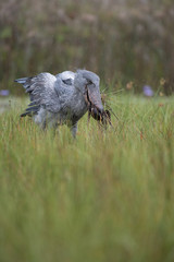 The majestic bird of the wetlands and an excellent fisherman is in typical green environment. It just caught its prey-fish and flying away. The Shoebill, Balaeniceps rex or Shoe-Billed Stork..