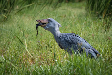 The majestic bird of the wetlands and an excellent fisherman is in typical green environment. It just caught its prey-fish and flying away. The Shoebill, Balaeniceps rex or Shoe-Billed Stork..