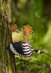 The hoopoe is feeding its chick. Still is flying and putting some insect in its beak. Typical...