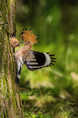 The hoopoe is feeding its chick. Still is flying and putting some insect in its beak. Typical...
