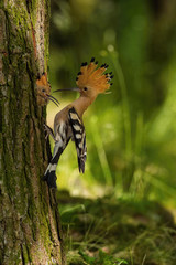 The hoopoe is feeding its chick. Still is flying and putting some insect in its beak. Typical...
