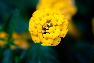 Close up on yellow Marigold - Macro on Marigold