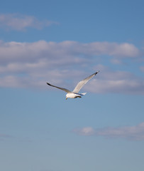 A seagull in the air.