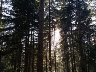 Flare and Sunlight of morning sun filtering through the trees and fog