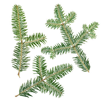 A fir tree Abies sibirica branch is isolated on a white background.