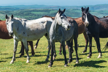 Obraz premium horses in field