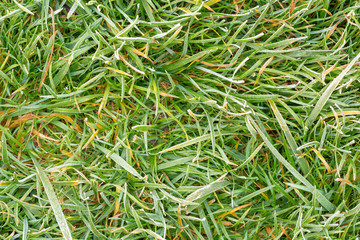 frost on lawn grass and leaves of trees close-up in autumn. The concept of the first frost