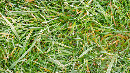 Naklejka na ściany i meble frost on lawn grass and leaves of trees close-up in autumn. The concept of the first frost