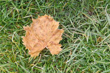 frost on lawn grass and leaves of trees close-up in autumn. The concept of the first frost