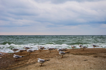 Gulls on the Black Sea coast. Seascape. Blue sky background and green waves.