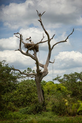 Fototapeta na wymiar Safari in Brazilian Pantanal - Porto Jofre