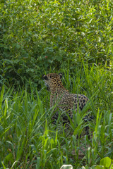 Brazilian Pantanal: the jaguar