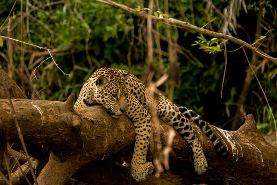 Brazilian Pantanal: Jaguar on a tree