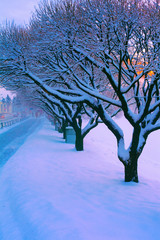 Snow-covered trees in the winter near the sidewalk and the road in the city in the evening