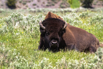 Fauna of Yellowstone: Bison © Pedro H C Pinheiro