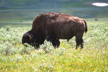 Fauna of Yellowstone: Bison © Pedro H C Pinheiro