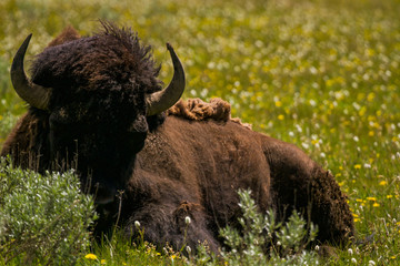 Fauna of Yellowstone: Bison © Pedro H C Pinheiro