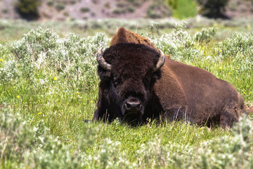 Fauna of Yellowstone: Bison © Pedro H C Pinheiro