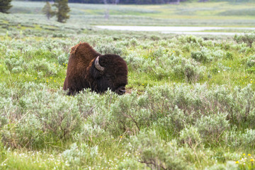 Fauna of Yellowstone: Bison © Pedro H C Pinheiro