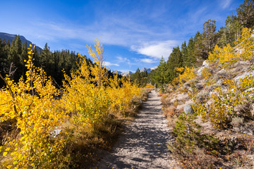 Hiking trail going through a grove of aspen trees in the Eastern Sierra mountains; John Muir Wilderness, California; beautiful fall foliage