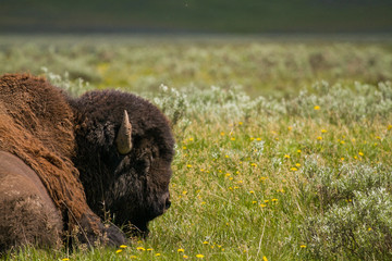 Fauna of Yellowstone: Bison