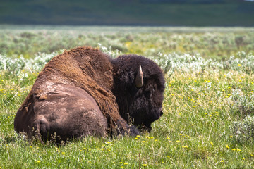Fauna of Yellowstone: Bison © Pedro H C Pinheiro