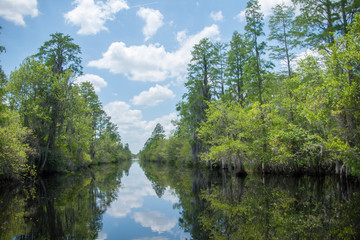 Obraz premium blue waters of the okefenokee 2