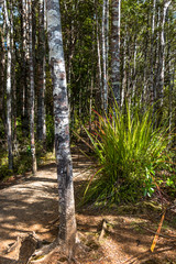 Mokoroa Falls Track, Waitakere, New Zealand