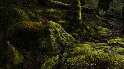 Firest Detail, Arthurs Pass