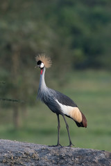 The Grey Crownned Crane, Balearica regulorum is standing in soft light during sunset, green bokeh backround, Uganda..
