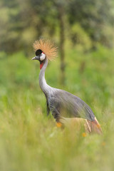 The Grey Crownned Crane, Balearica regulorum is standing in soft light during sunset, green bokeh backround, Uganda..