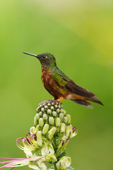 The Chestnut-breasted Coronet, Boissonneaua matthewsii is sitting on the flower prepared to drink the nectar, amazing colored hummingbird, amazing picturesque green background