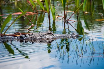 alligator in the okefenokee swamp 2