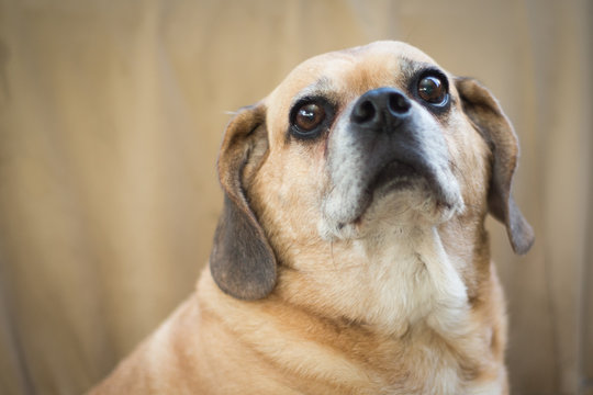 puggle