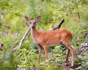 A whitetail deer doe standing in the forest