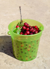 Cherries in a plastic green bucket. Ripe red sweet cherry.