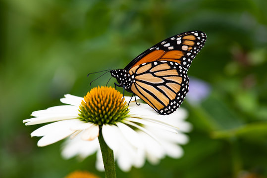 A monarch butterfly feeding on a white cone flower.