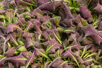 frost on lawn grass and leaves of trees close-up in autumn. The concept of the first frost