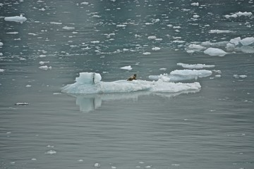 Disenchantment Bay, Alaska: A seal resting on an iceberg that has broken off from the Hubbard Glacier.