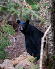 Obraz na płótnie Canvas An American black bear in the Adirondack forest