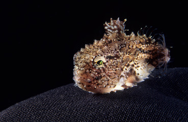 Atlantic Spiny Lumpsucker underwater in the St. Lawrence River