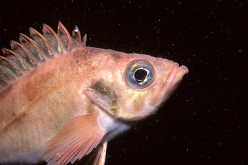 Acadian redfish underwater in the St-Lawrence River