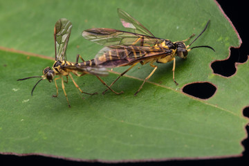 Mating Yellow wasp on a green leaf (selective Focus)