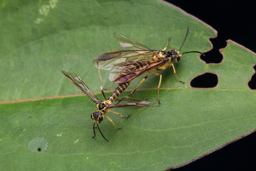 Mating Yellow wasp on a green leaf (selective Focus)