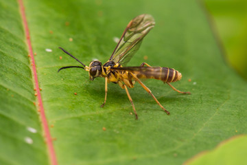 Yellow wasp on a green leaf (selective Focus)