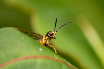 Fototapeta na wymiar Yellow wasp on a green leaf (selective Focus)