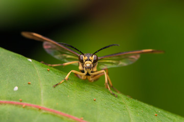 Yellow wasp on a green leaf (selective Focus)