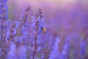 A bee in lavender field with dream like background